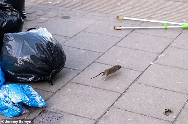 Жалаңаш есек шайқаушылар